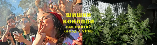 прущие грибы Алзамай